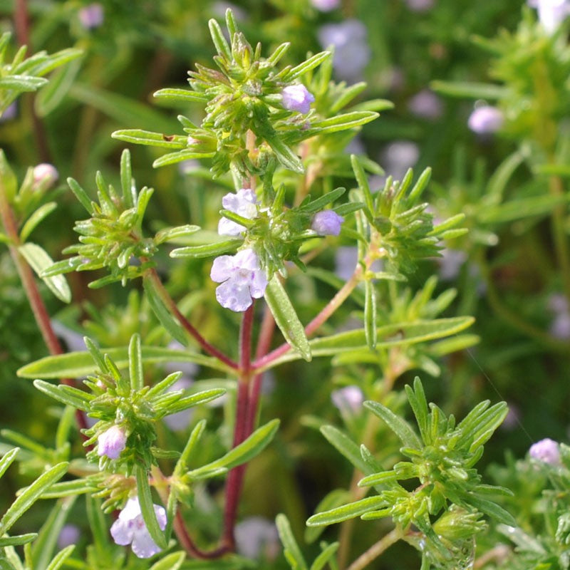 planting summer savory seeds Summer Savory (Satureja hortensis)