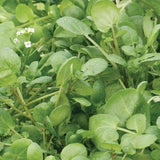 Cress, True Watercress (Nasturtium officinalis)