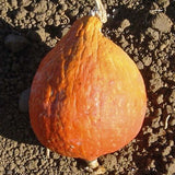 Hubbard Golden Squash, Winter (Cucurbita maxima)