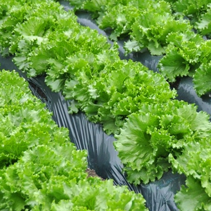 succulents grand rapids Grand Rapids, Leaf Lettuce (Lactuca sativa) 0.5 oz (~10000 Seeds)