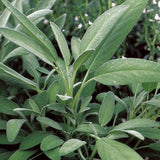 Sage, Broadleaf (Salvia officinalis)