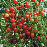 Sweet Pea (Red) Tomato, Currant Tomato (Lycopersicon esculentum)