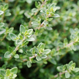 Thyme, German or Winter (Thymus vulgaris)