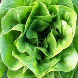 Winter Density, Romaine Lettuce (Lactuca sativa)