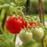 Arkansas Traveler, Standard (Slicing) Tomato (Lycopersicon esculentum)
