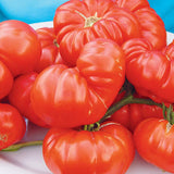 Grandma’s Pick F1 Hybrid, Standard (Slicing) Tomato (Lycopersicon esculentum)