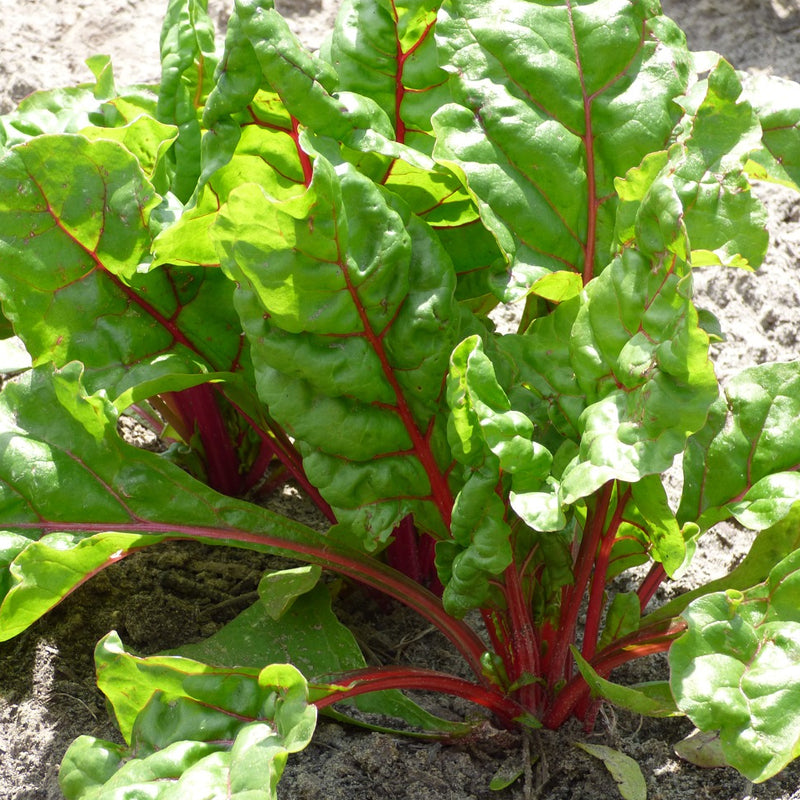 Rhubarb Red Swiss Chard (Beta vulgaris cicla) – MySeedsCo