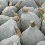 Hubbard Blue Squash, Winter (Cucurbita maxima)