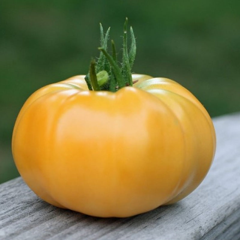 Beefsteak  (Dr. Wyche’s Yellow) , Standard (Slicing) Tomato (Lycopersicon esculentum)