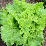 Green Ice, Leaf Lettuce (Lactuca sativa)