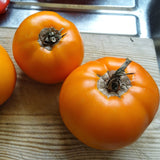 Golden Jubilee Tomato (Lycopersicon esculentum)