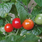 Tiny Tim Tomato, Cherry Tomato (Lycopersicon esculentum)