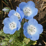 Northwest Native Mix, Flower Seeds