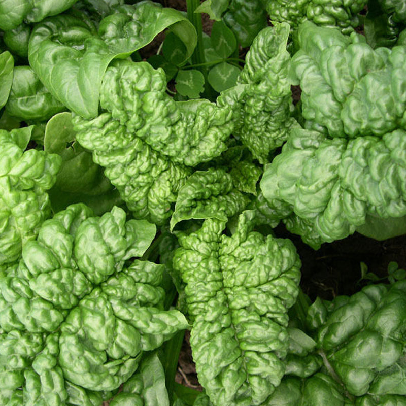 Bloomsdale Spinach (Spinacia oleracea)