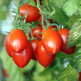 Italian Roma Tomato, Roma (Paste) Tomato (Lycopersicon esculentum)