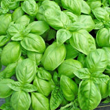 Basil, Genovese (Ocimum basilicum)