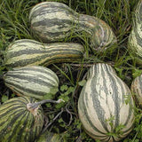 Cushaw Green Striped Pumpkin (Cucurbita maxima)