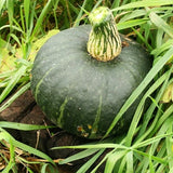 Burgess Buttercup Squash, Winter (Cucurbita maxima)