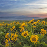 Mountain Native Mix