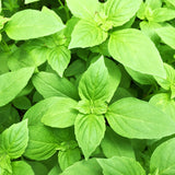 Basil, Lemon (Ocimum basilicum)