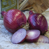 Red Ruby Onion, Long-Day (Allium cepa)