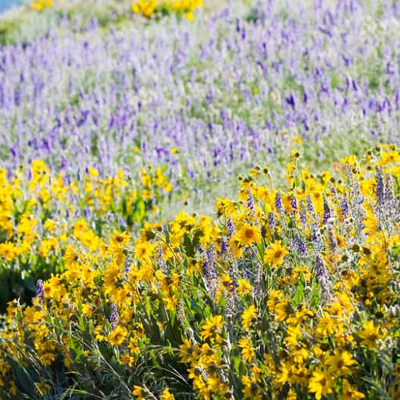 Pollinator Conservation: Foothills Mix