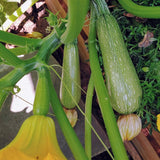 Grey Zucchini Squash, Summer (Cucurbita pepo)