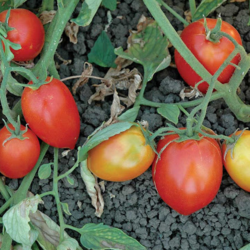 Mely F1 Hybrid Tomato, Roma (Paste) Tomato (Lycopersicon esculentum)