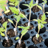 RST-04-106T Tomato, Rootstock Tomato (Lycopersicon esculentum)