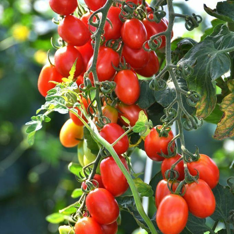 Brenda F1 Hybrid Tomato, Roma (Paste) Tomato (Lycopersicon esculentum)