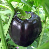 Violet Bell Pepper, SWEET (Capsicum annuum)