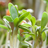 Cress, Curled Peppercress or Garden Cress (Lepidium sativum)