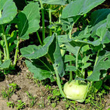 White  Vienna Kohlrabi   (Brassica oleracea)