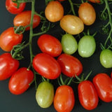 Baby Cakes F1 Hybrid Tomato, Cherry Tomato (Lycopersicon esculentum)