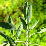 Sage, Italian (Salvia officinalis)