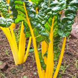 Canary Yellow Swiss Chard (Beta vulgaris cicla)