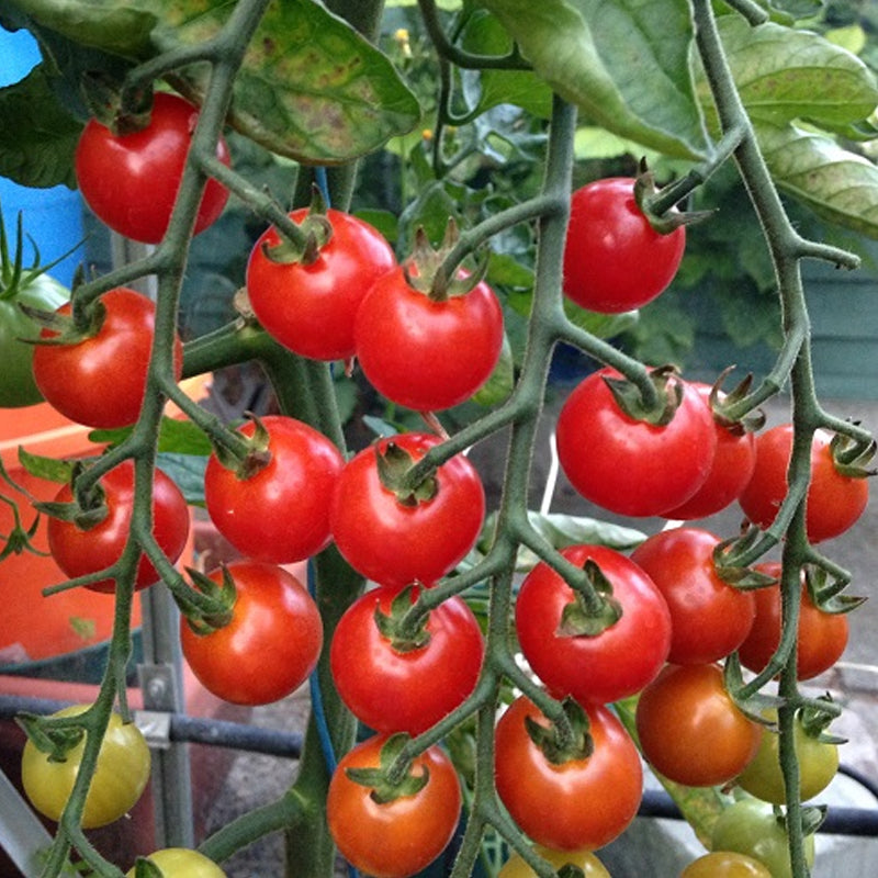 Super Sweet 100 F1 Hybrid Tomato, Cherry Tomato (Lycopersicon esculentum)
