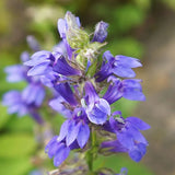 Hyssop (Hyssopus officinalis)