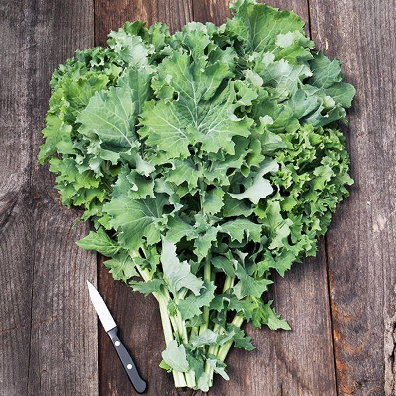 Siberian Dwarf Kale (Brassica oleracea)