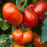 Beefmaster VFN F1 Hybrid, Standard (Slicing) Tomato (Lycopersicon esculentum)