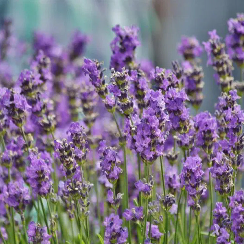 500 SEMI /seeds DI LAVANDA Vera PROVENZALE (lavandula Officinalis) PROFUNAZIONE - Foto 7