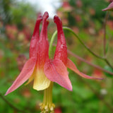 Northeast Native Mix, Flower Seeds