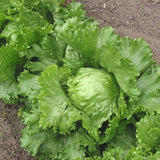 New York 12, Batavian Lettuce  (Lactuca sativa)