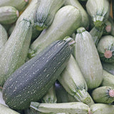 Grey Zucchini Squash, Summer (Cucurbita pepo)