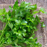 Parsley, Italian Dark Green (Petroselinum crispum)