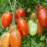 Rio Grande Tomato, Roma (Paste) Tomato (Lycopersicon esculentum)