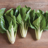 Barese Swiss Chard	(Beta vulgaris cicla)