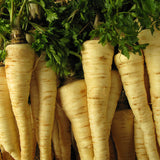 Parsley, Hamburg Rooted (Petroselinum crispum)