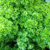 Parsley, Moss Curled (Petroselinum crispum)