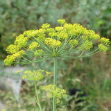 Dill, Mammoth Long Island (Anethum graveolens)